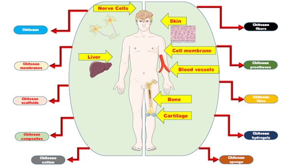 Рисунок из обзора Sivanesan et•al. Exploring the Impact of Chitosan Composites as Artificial Organs. Polymers (Basel). 2022. doi: 10.3390/polym14081587. Хитозан, его соединения и различные формы, которые использовались при изготовлении искусственных органов.