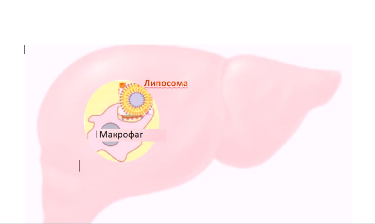 Макрофаг печени заглатывает липосому