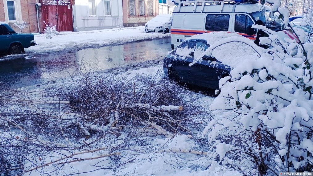 Упавшее на дорогу дерево. Ростов-на-Дону