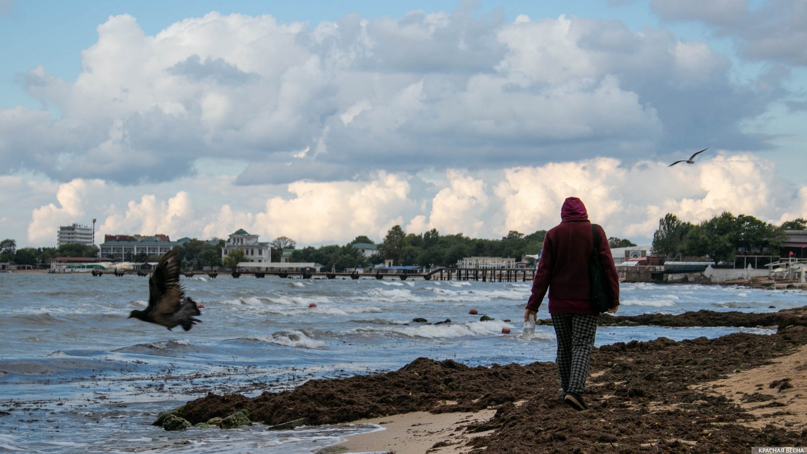 Черное море. Водоросли на берегу