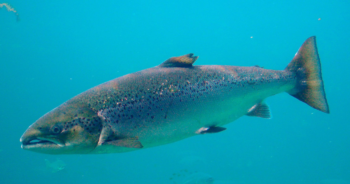 Атлантический лосось (Salmo salar)