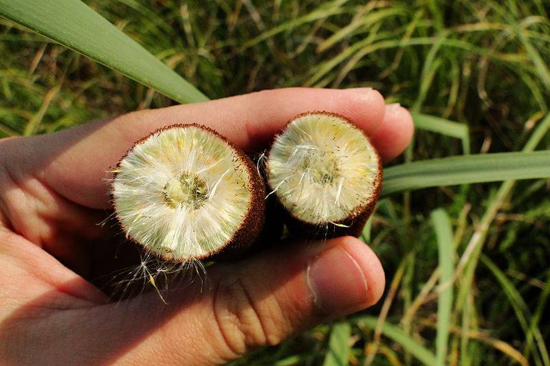 Typha, Puszcza Piska