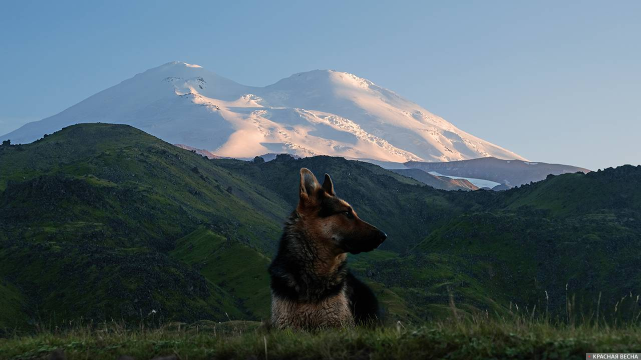 Овчарка и Эльбрус