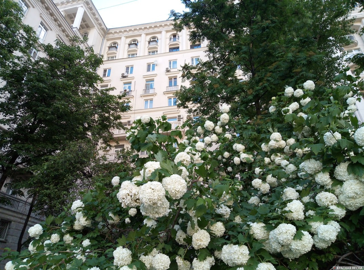 Весна в Москве. Цветение над головой.