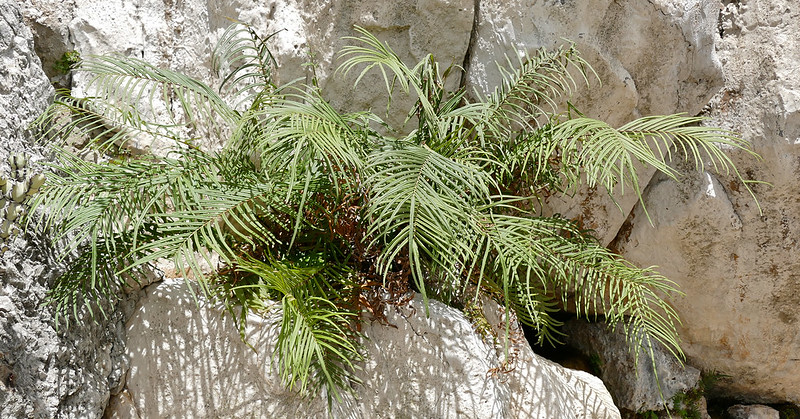 Птерис ленточный (Pteris vittata)