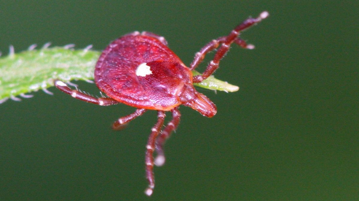 Клещ Amblyomma americanum