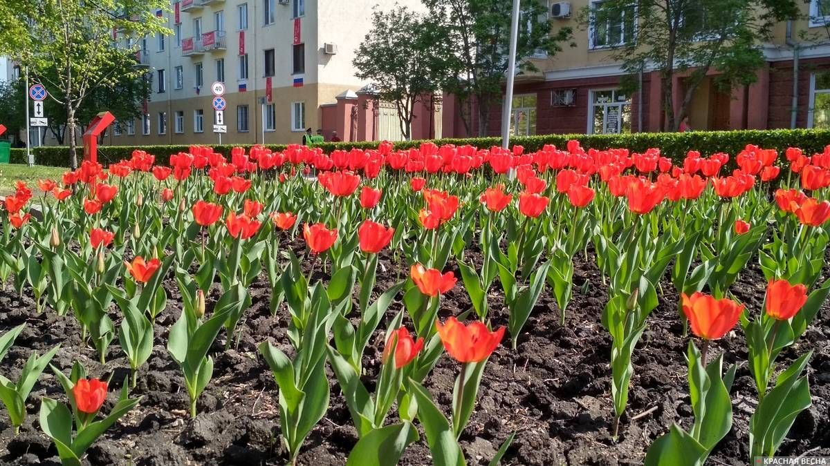 Тюльпаны на аллее возле Мемориала Славы