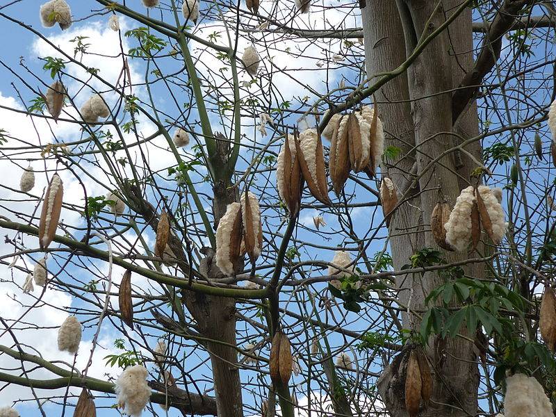 Kapok tree-pod