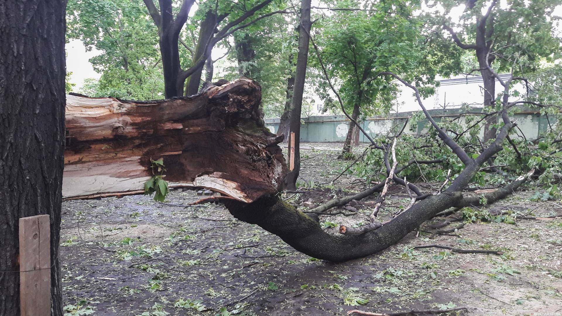 Поваленное ураганом дерево