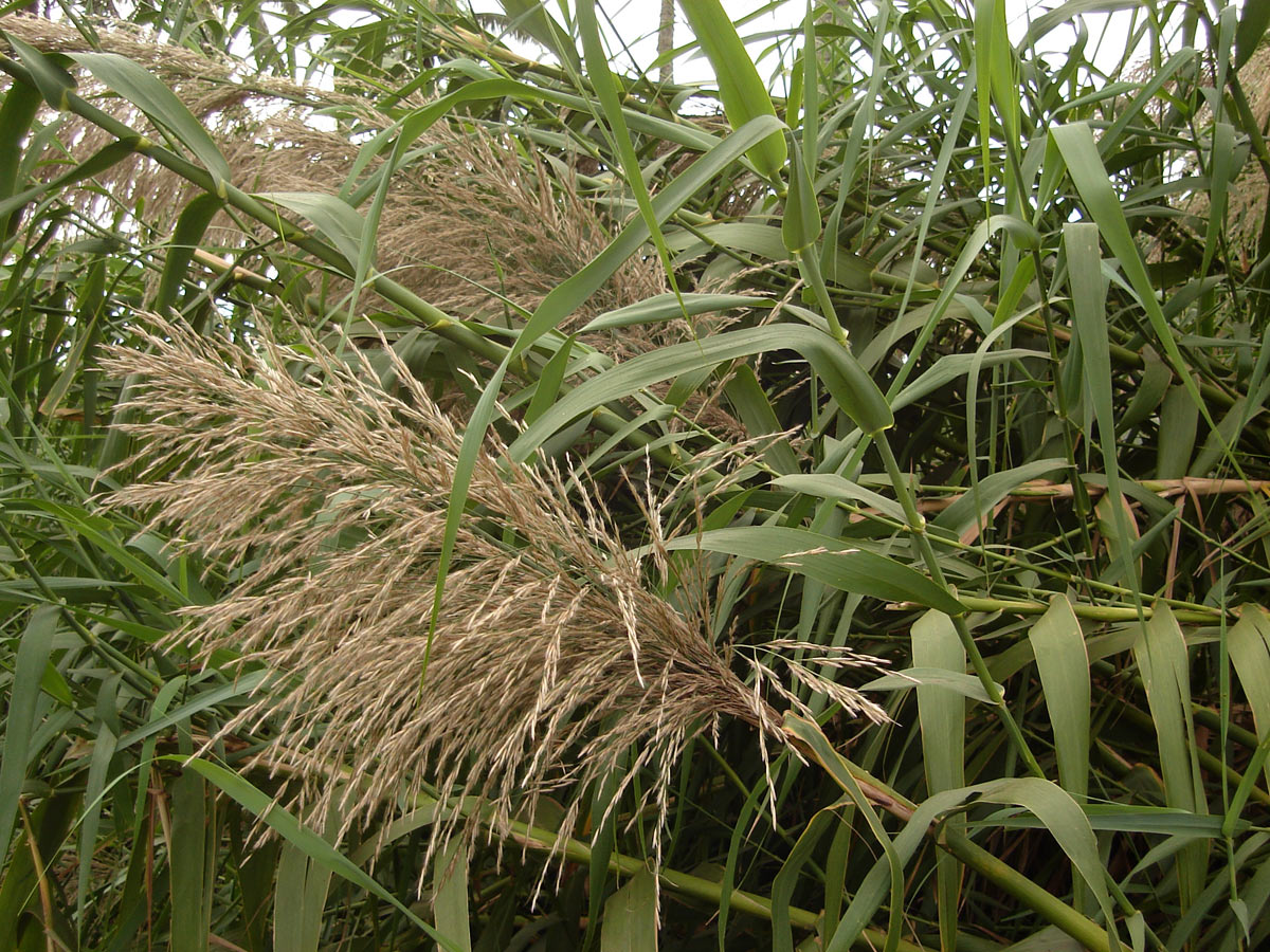 Miscanthus floridulus