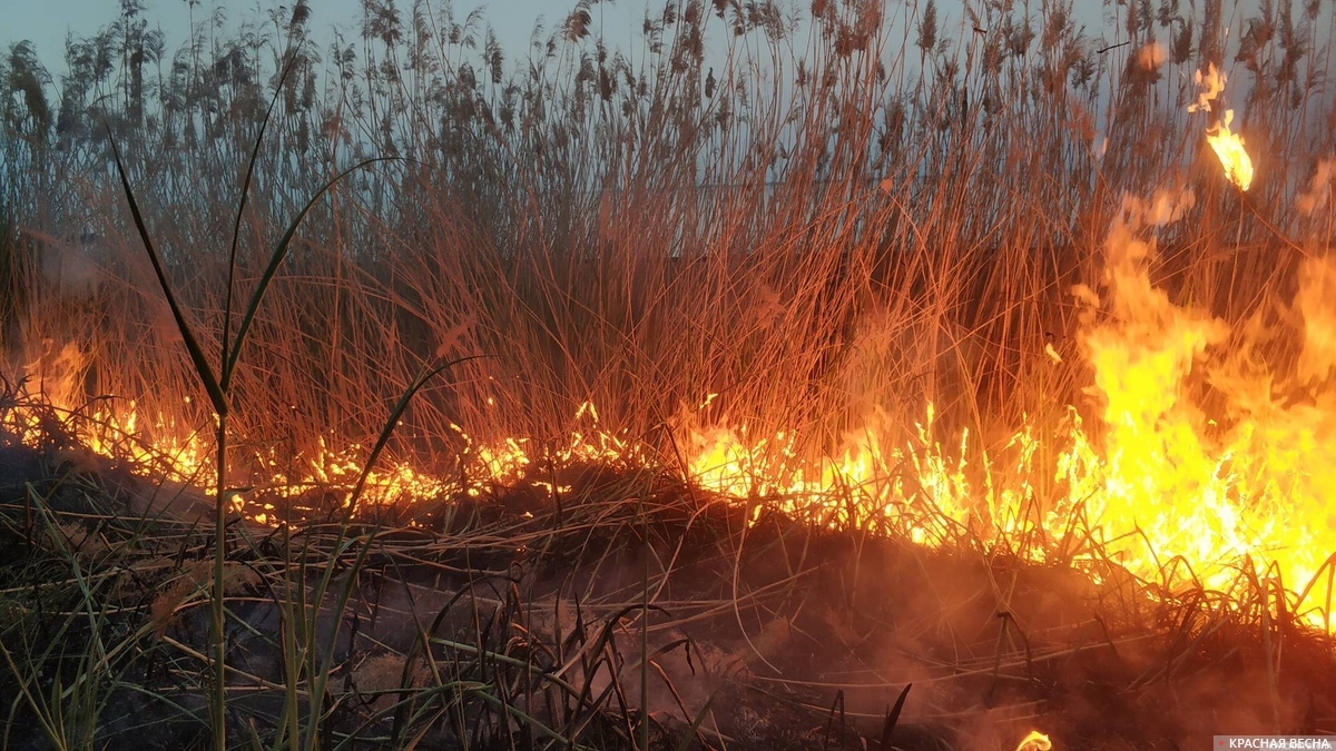 Пожар. Сухая трава горит