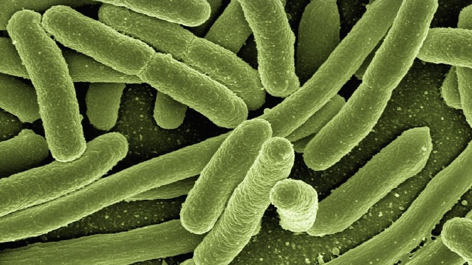 Кишечная палочка E. coli