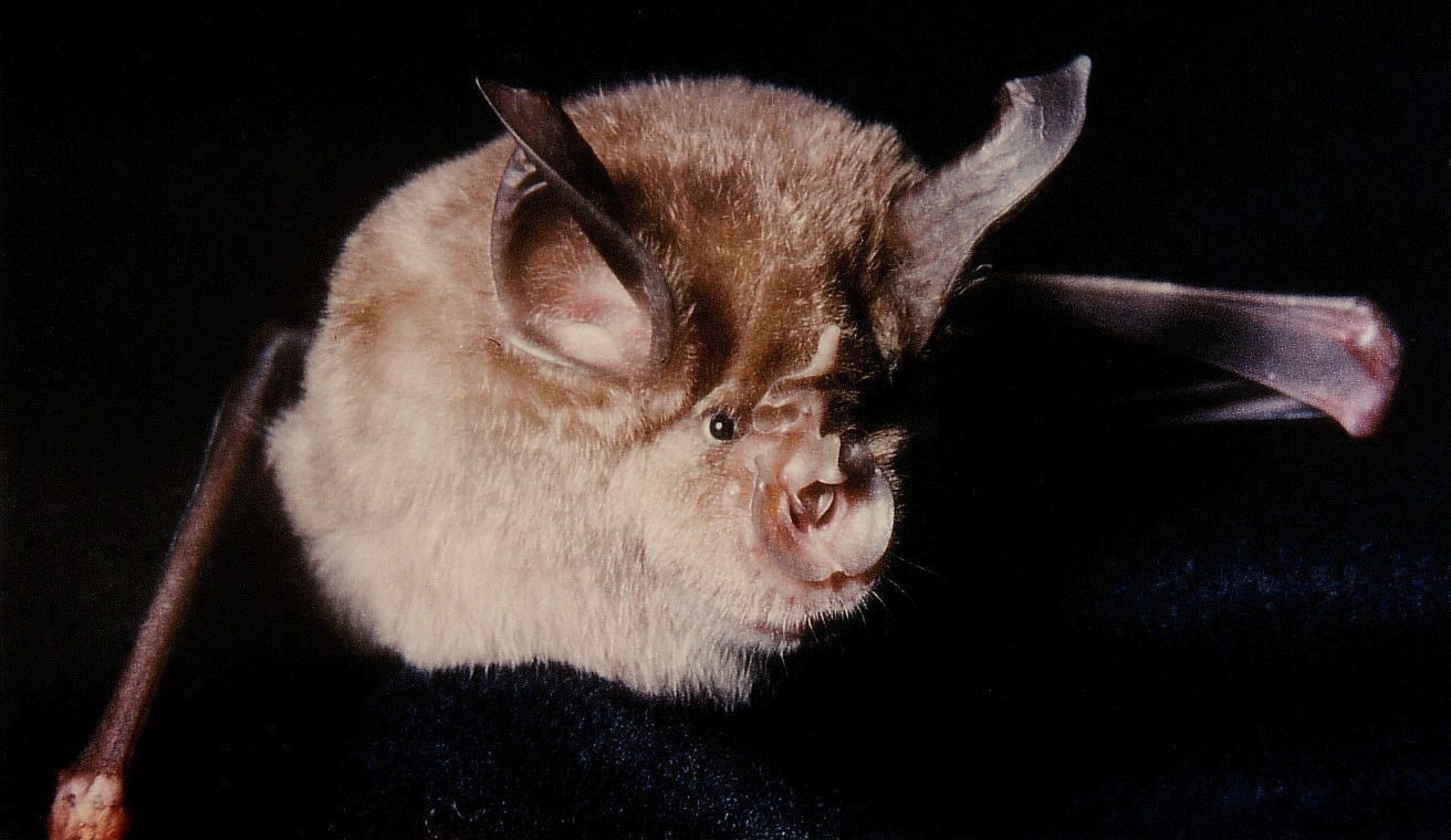 Большой подковонос (Rhinolophus ferrumequinum)