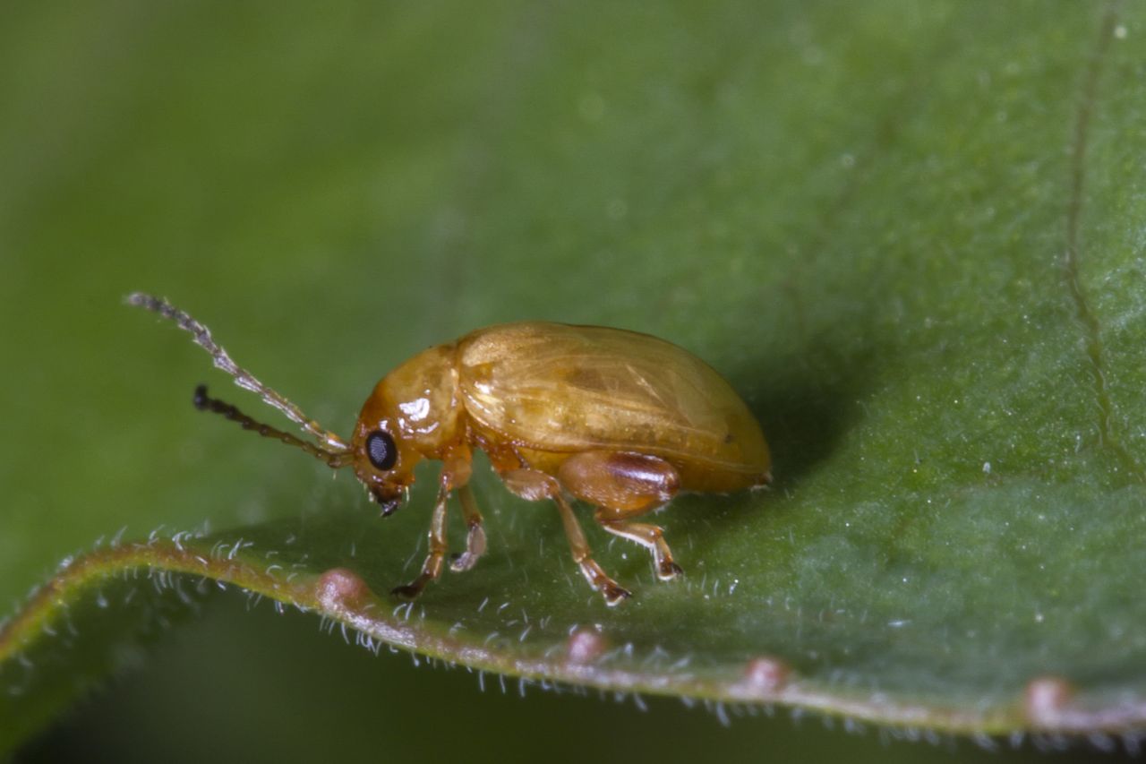 Longitarsus jacobaeae