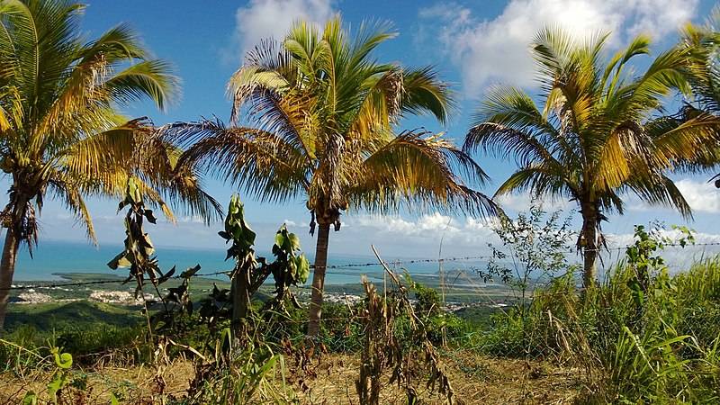 Machos, Ceiba, Puerto Rico — panoramio