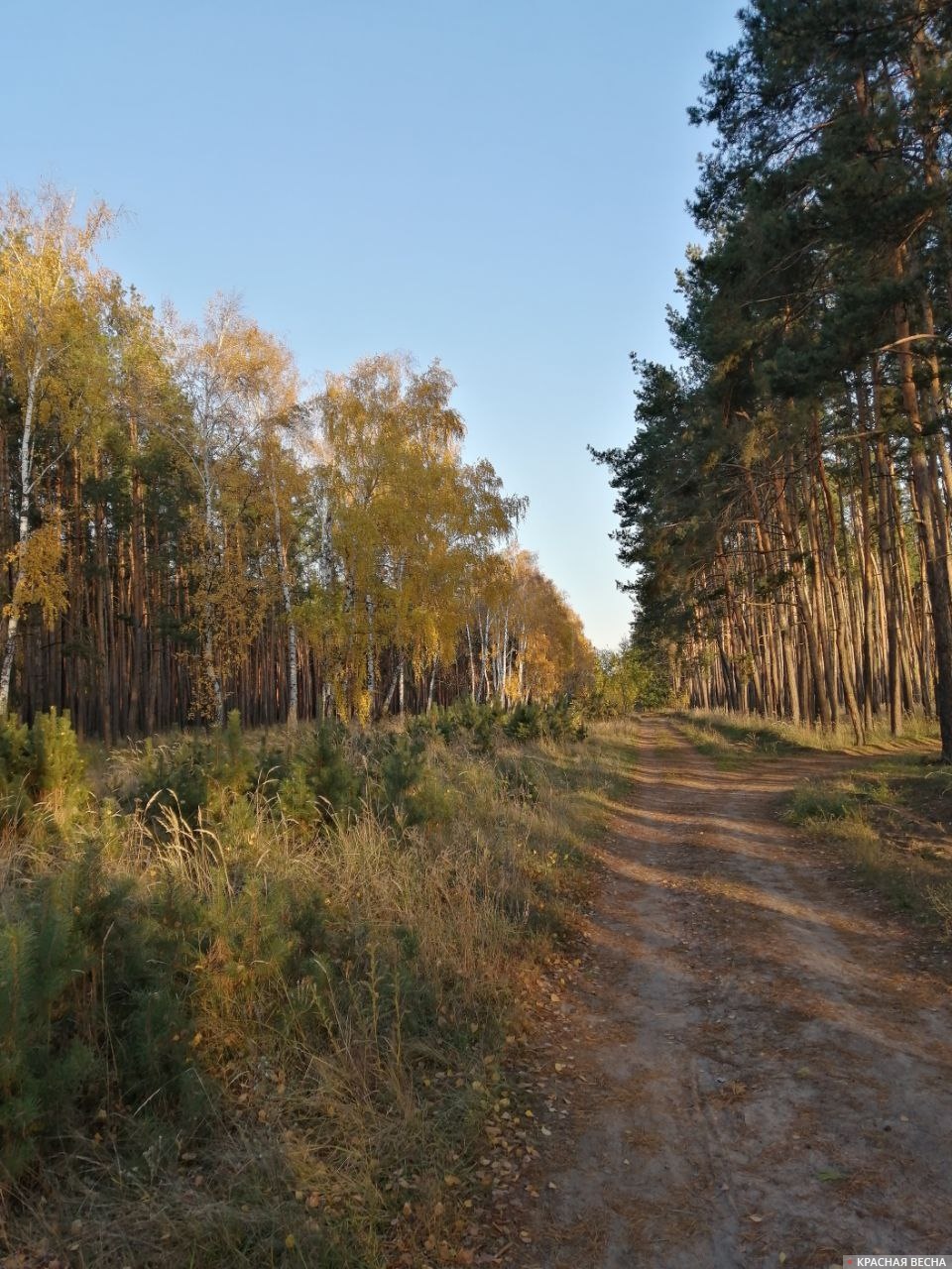 Воронеж .За Отрожкой