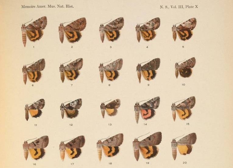 North American species of the genus Catocala (N. S., Vol. III, Plate X)