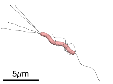 Размеры и схематическое строение H. pylori