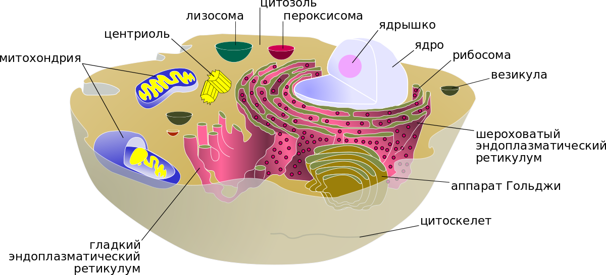 Строение эукариотической клетки