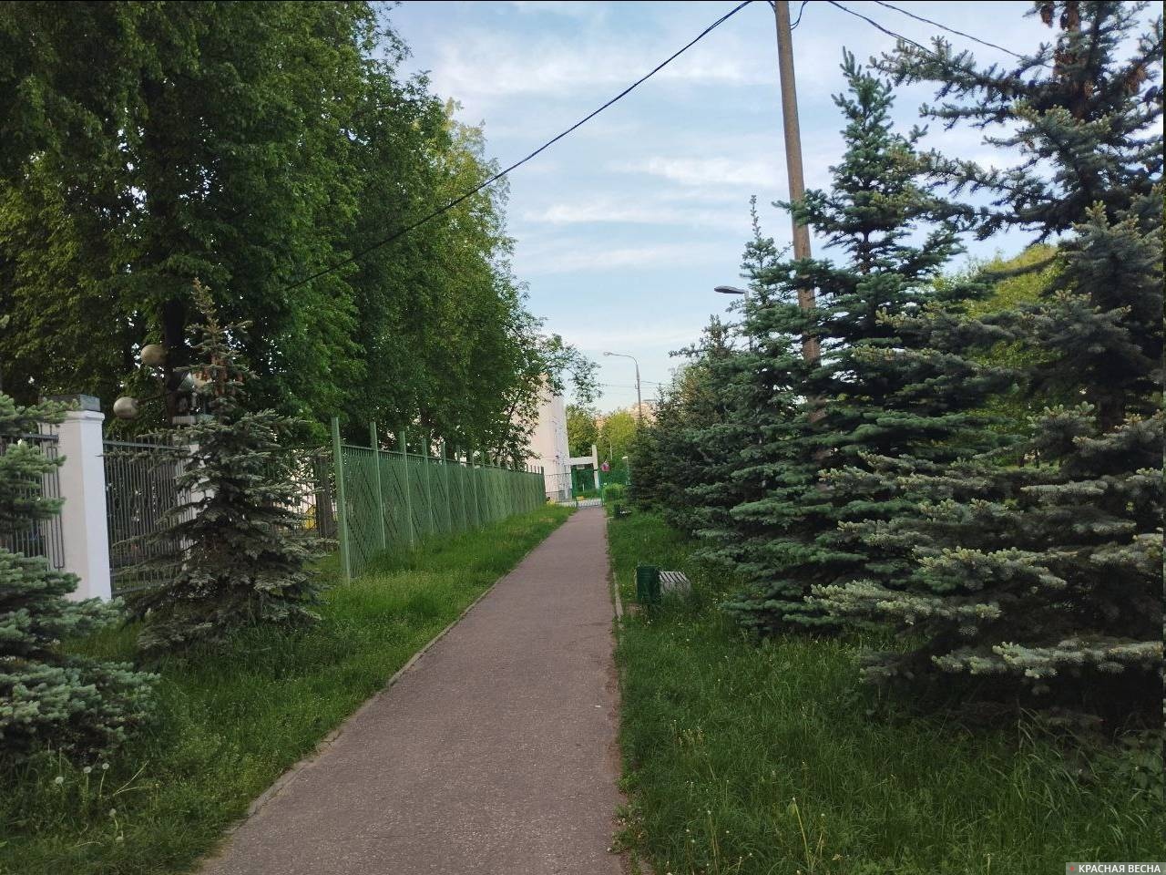 Новая еловая аллея, ведущая в забор, Восточный поселок (ВАО, Москва), май 2025 года