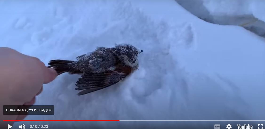 Цитата из видео «В Якутии из-за аномальных холодов замерзают птицы. 16.01.2023». ЯСИА. ysia.ru