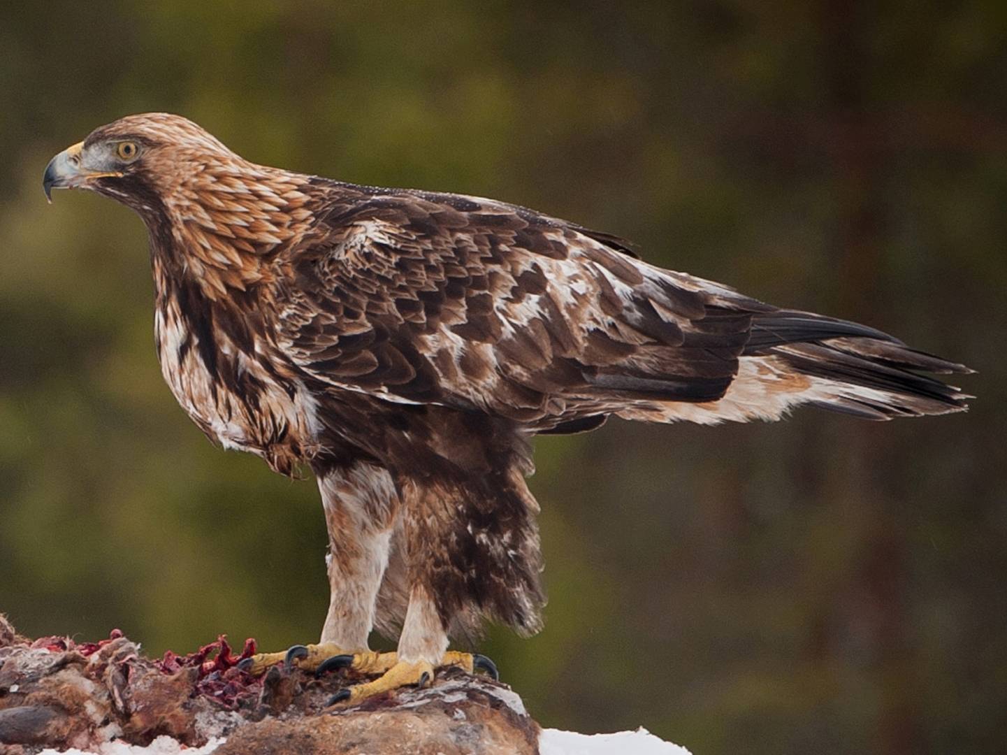 Беркут (Aquila chrysaetos)