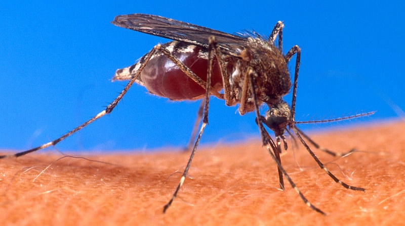 Комар Aedes aegypti