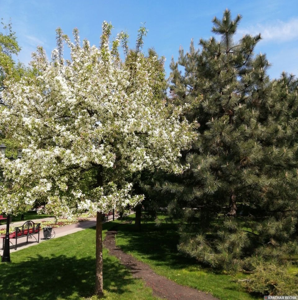 Воронеж. Дерево в цвету. Кольцовский сквер.