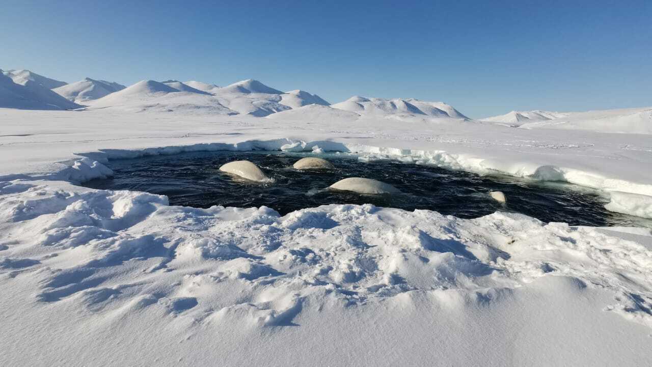 Белухи в ледовом плену