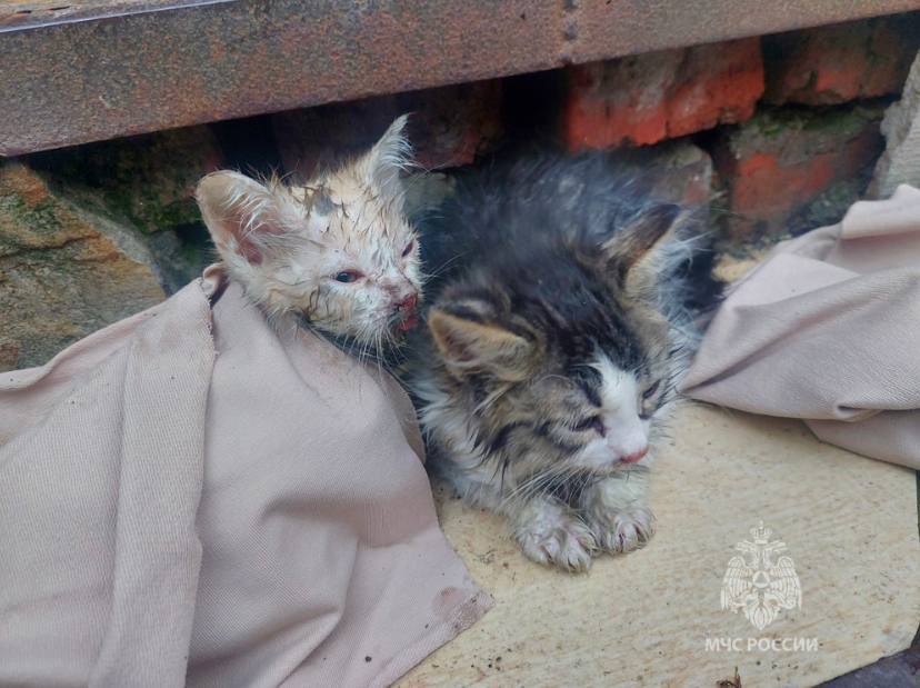 Спасенные на пожаре котята