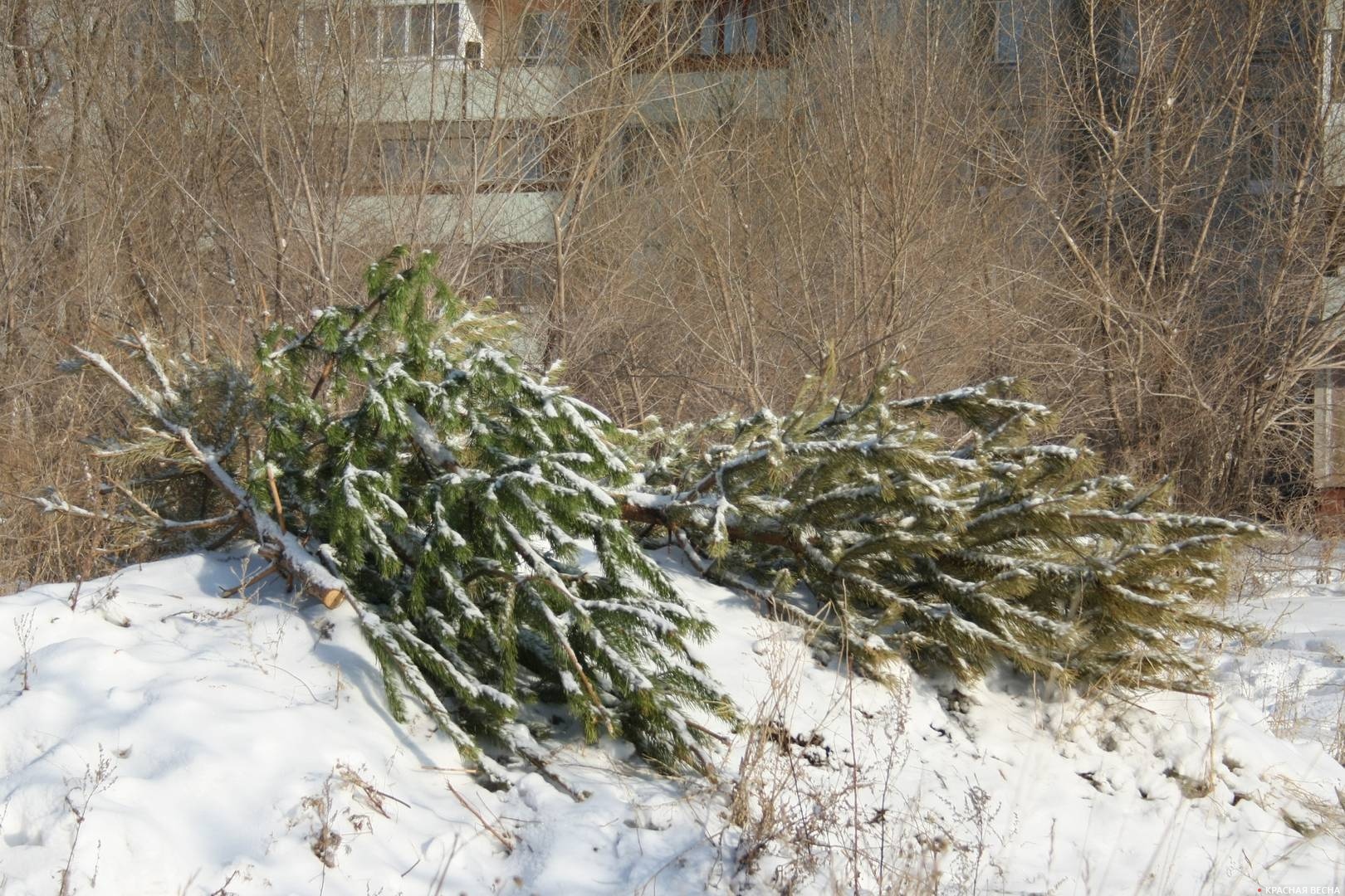 Выброшенные елки
