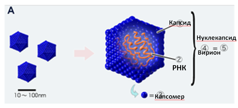 Строение простого вируса 