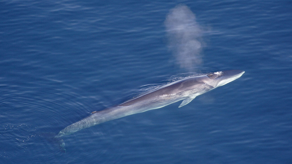 Финвал, или сельдяной кит (Balaenoptera physalus)