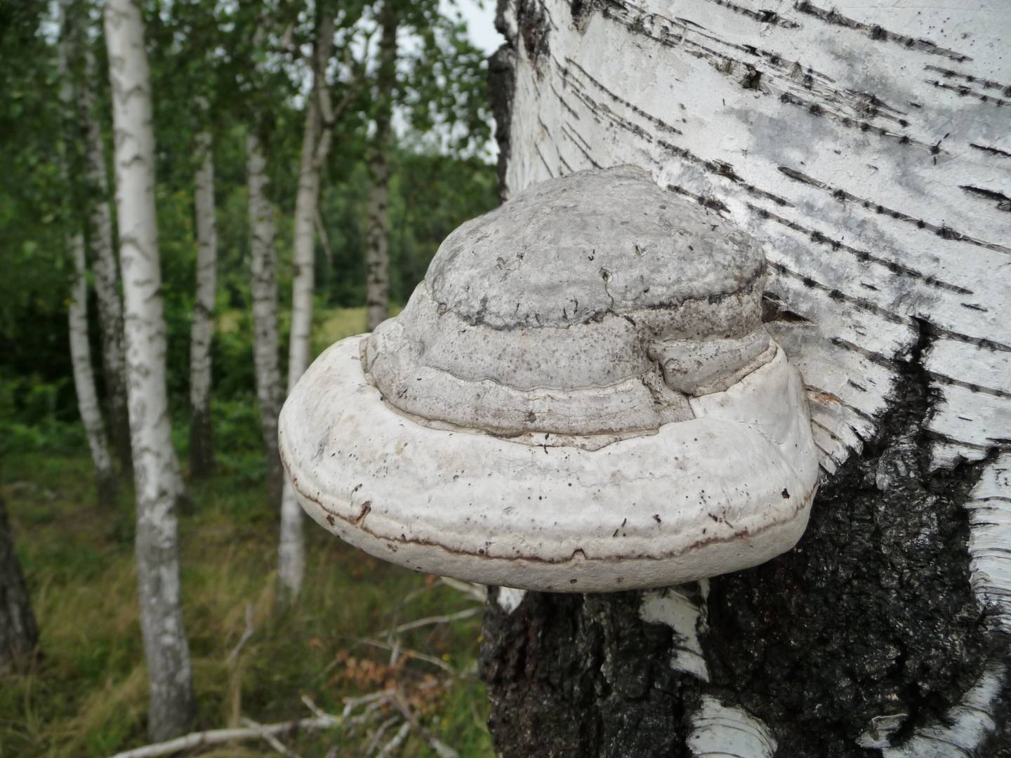 Трутовик настоящий (Fomes fomentarius) на березе