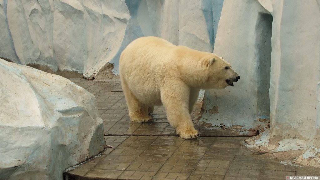 Белый медведь в Новосибирском зоопарке