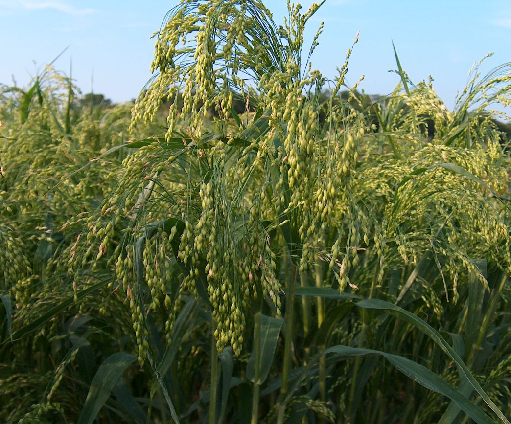 Просо обыкновенное (Panicum miliaceum)