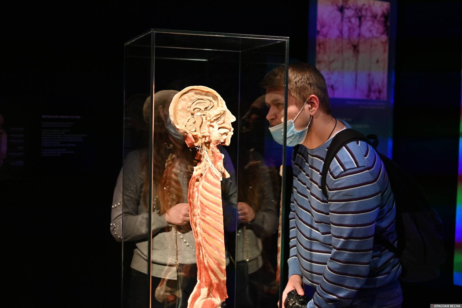 Выставка Body worlds на ВДНХ