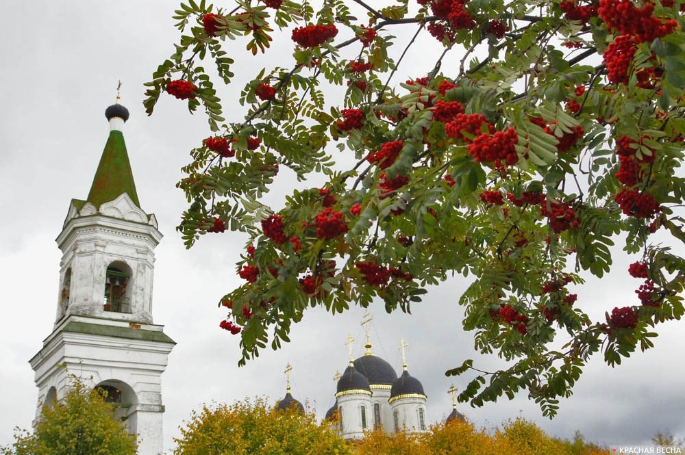 Рябина и церковь Белая Троица, Тверь