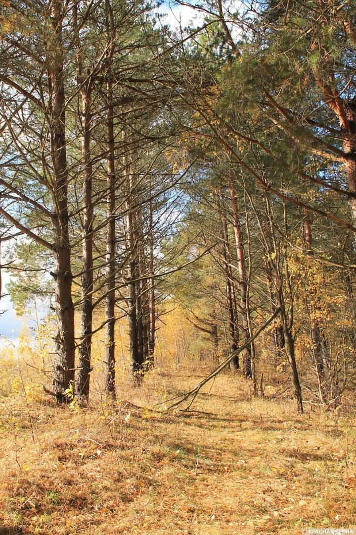 В лесу. Смоленская область