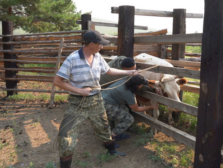 Вакцинация КРС