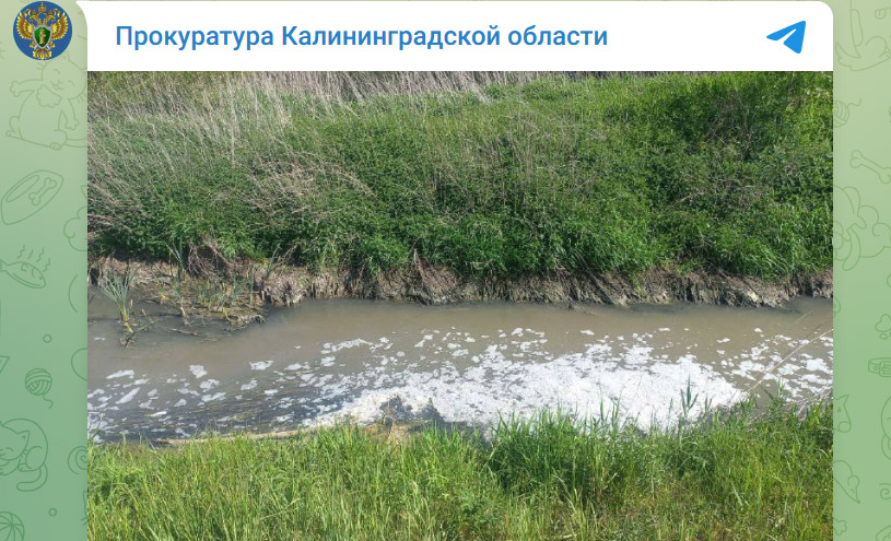 Загрязнение реки Граевка на территории Светловского городского округа Калининградской области