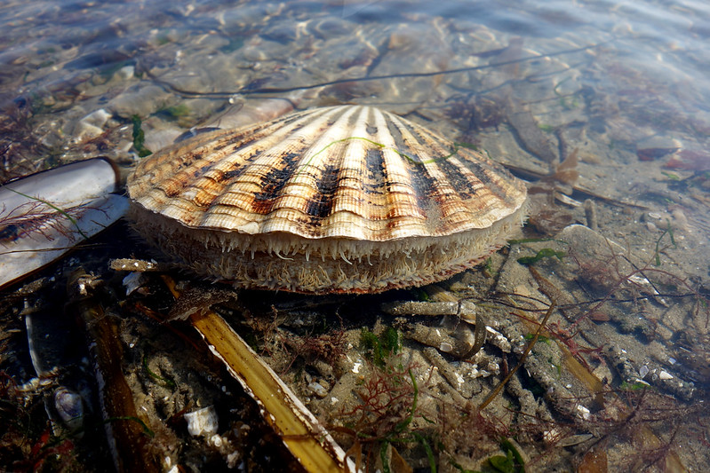 Морской гребешок