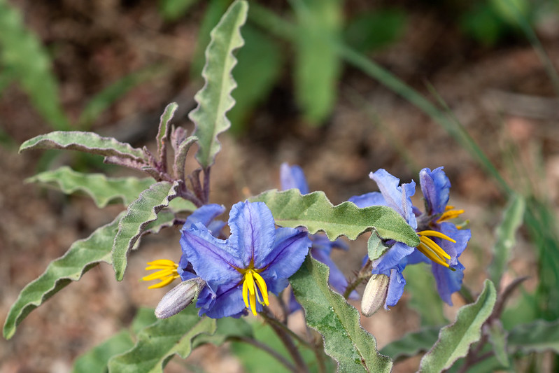 Паслен лохолистный (Solanum elaeagnifolium)