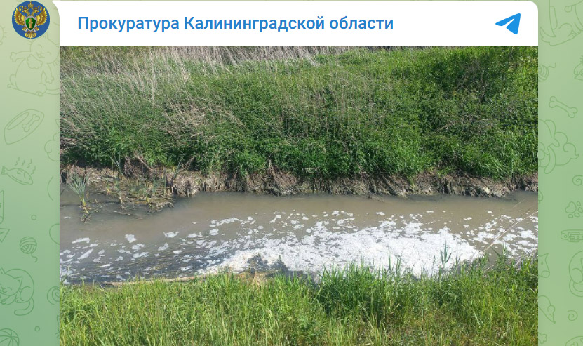 Загрязнение реки Граевка на территории Светловского городского округа Калининградской области