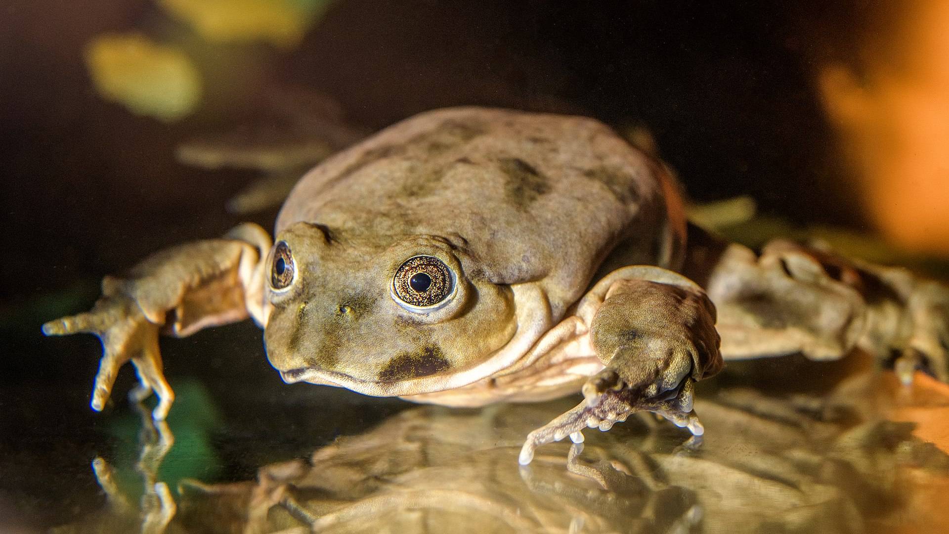 Tematobius culeus (Титикакский свистун)