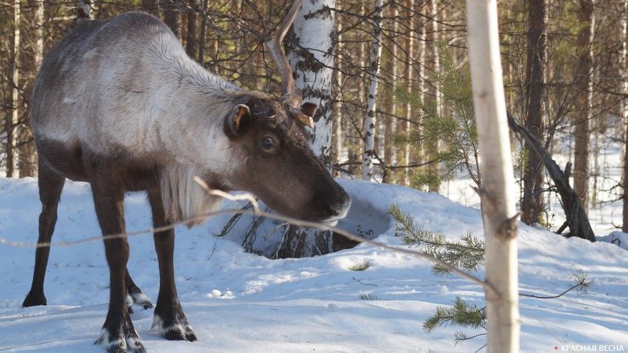 Северный олень