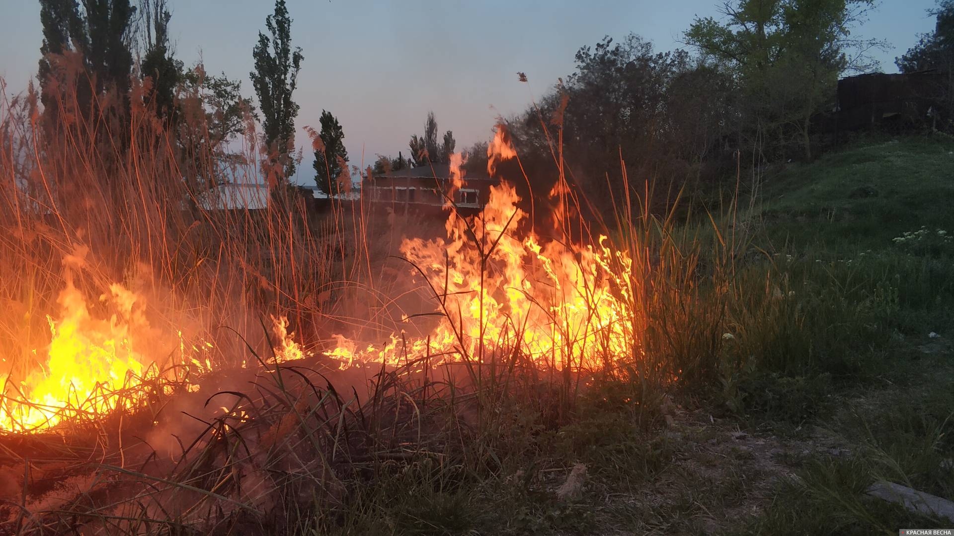 Природный пожар, лесной пожар