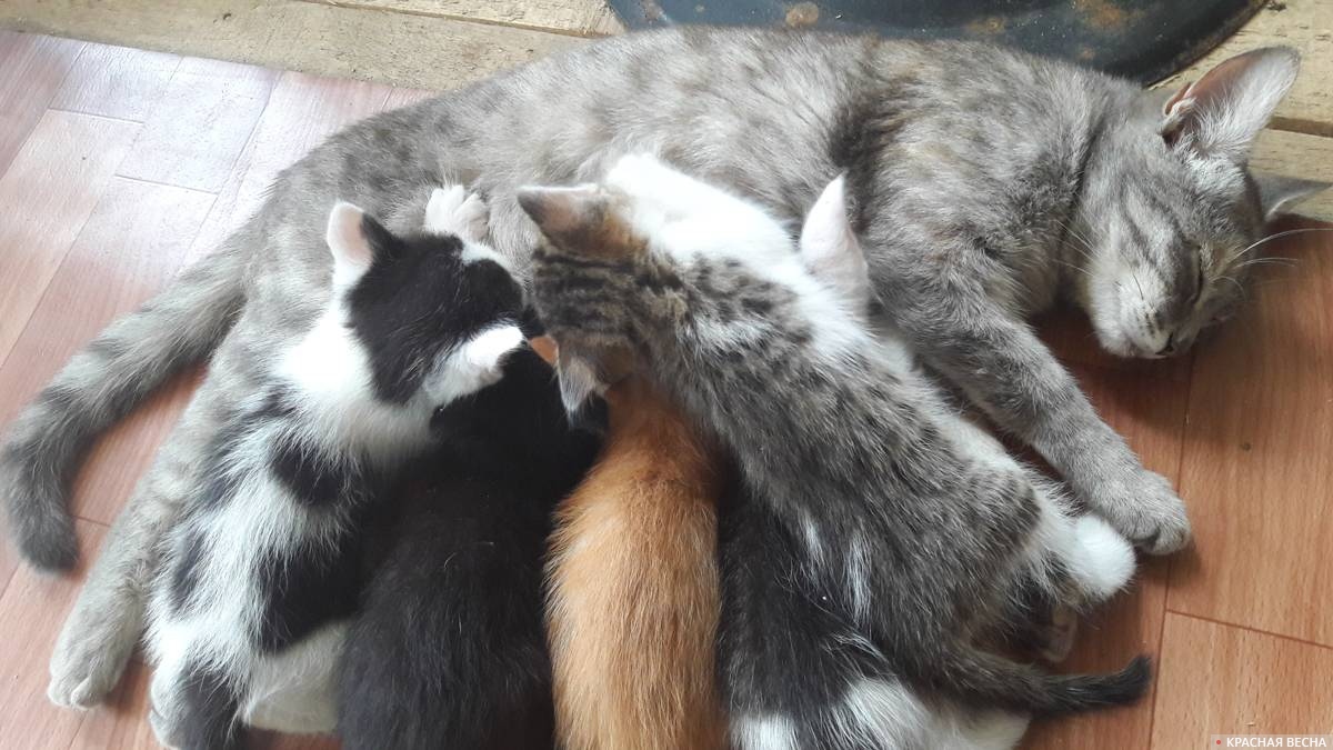 Кошка кормит котят