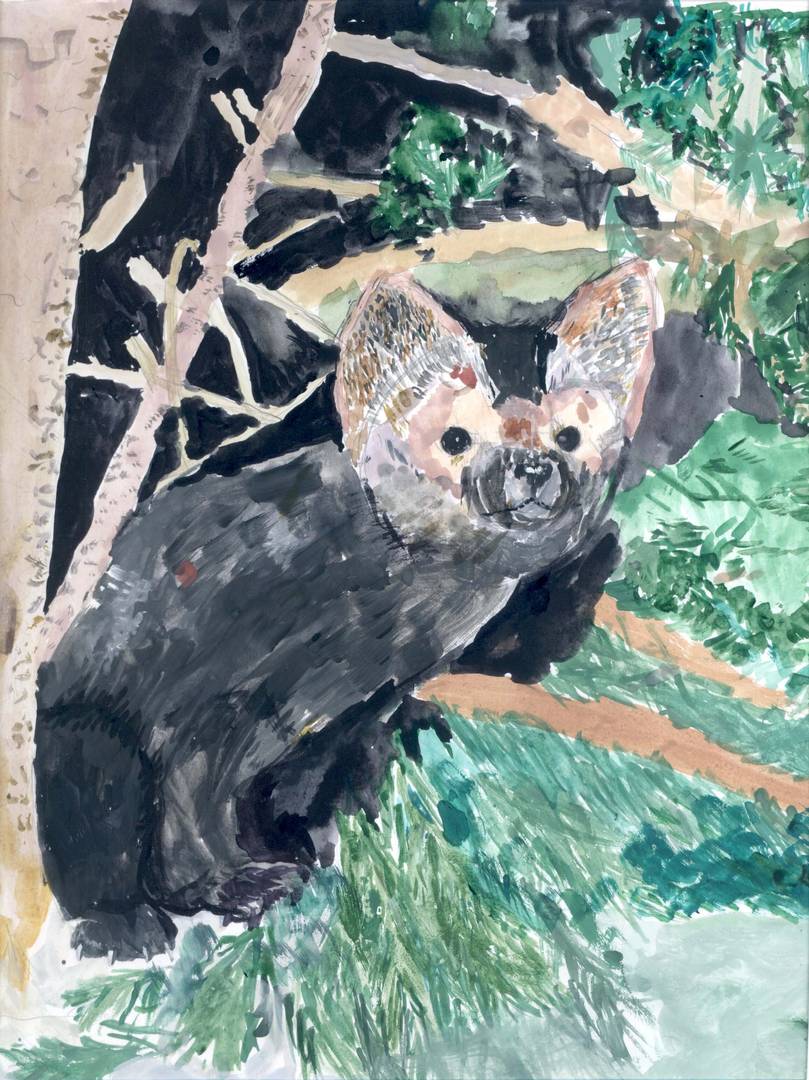 Сибирский соболь. Детский рисунок (с) ИА Красная Весна
