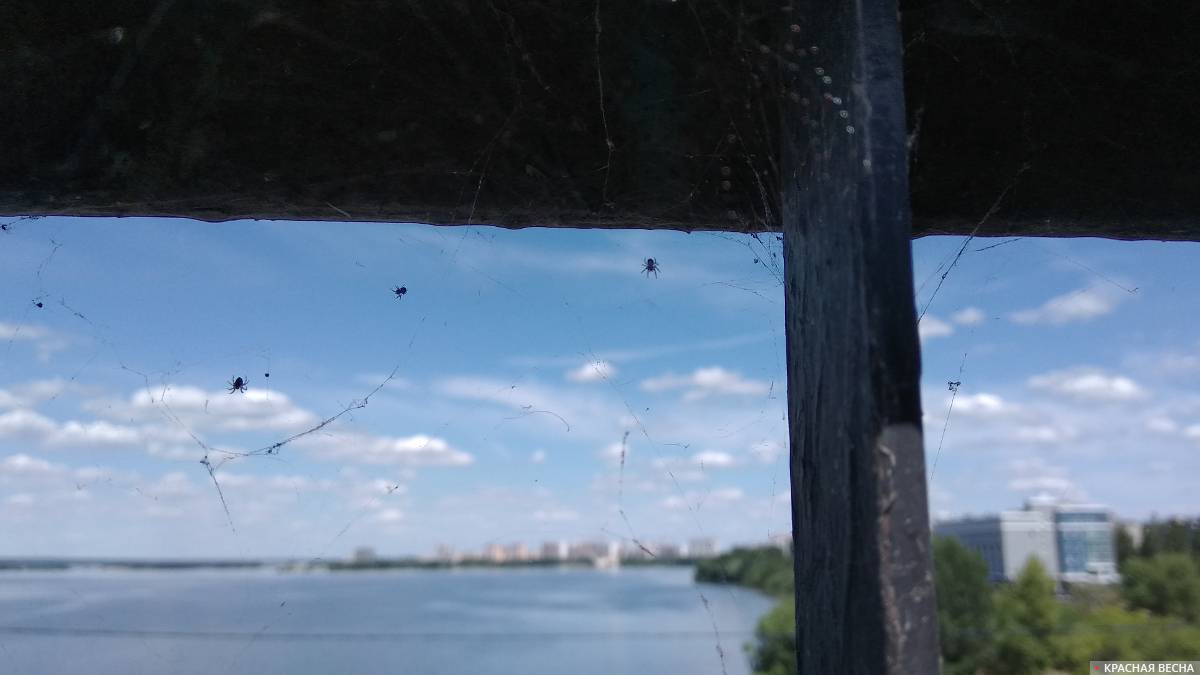 Пауки под перилами Северного моста, вид на север. Воронеж, 25.07.2020